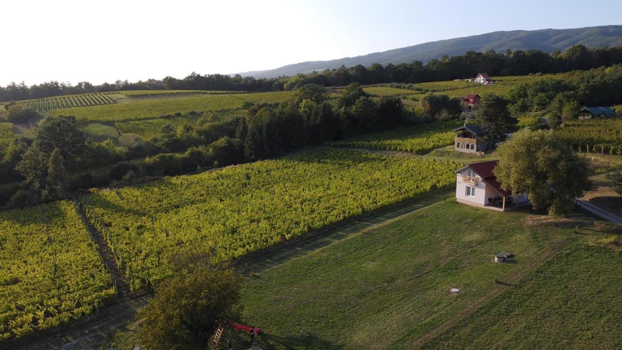 Holiday Home Vinovilla Kutjevo エクステリア 写真